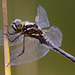 Black Darter Dragonfly (Sympetrum danae)