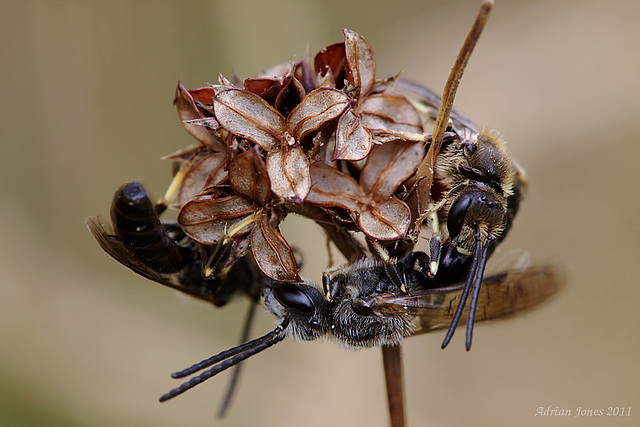 bees_001 bees_001