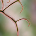 Drosera binata var.multifida cv."Extrema"