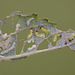 Hatchling Sawfly Larvae.