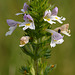 Eyebright (Euphrasia officinalis)