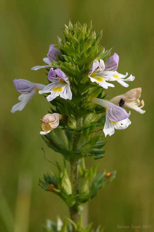 Eyebright (Euphrasia officinalis)