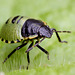 shieldbug_nymph_001