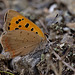 Small Copper Butterfly.