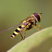 hoverfly_006