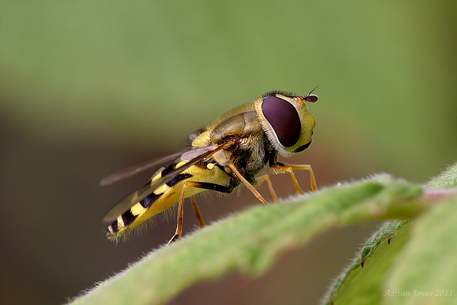 hoverfly_007