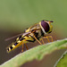 hoverfly_007