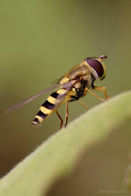 hoverfly_010