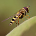 hoverfly_010