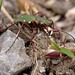 Green Tiger Beetle