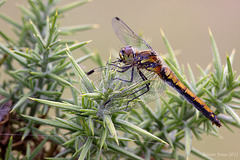 Black Darter Dragonfly (Sympetrum danae)