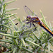 Black Darter Dragonfly (Sympetrum danae)