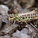 grasshopper_006