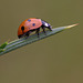 ladybird_003