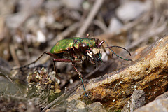 Green Tiger Beetle.