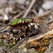 Green Tiger Beetle.