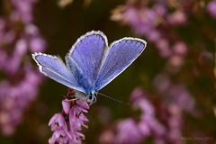 common_blue_011