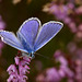 common_blue_011