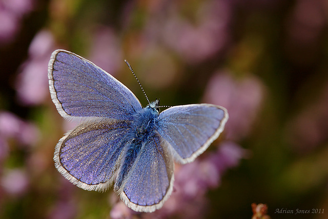 common_blue_010