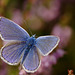 common_blue_010