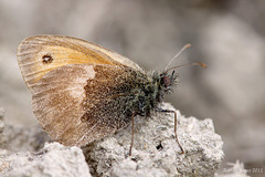 Small Heath Butterfly