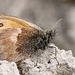 Small Heath Butterfly