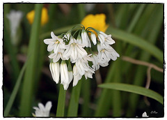 Three cornered leek