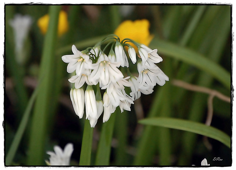 Three cornered leek