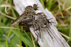 robberflies_001