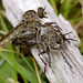 robberflies_001