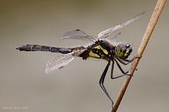 Black Darter Dragonfly (Sympetrum danae)