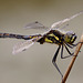 Black Darter Dragonfly (Sympetrum danae)