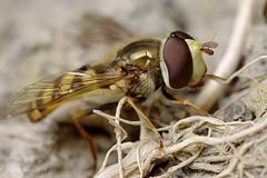 hoverfly_008