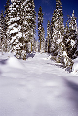 24-snowy_trail_adj2
