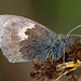 Small Heath Butterfly.