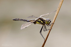 Black Darter Dragonfly (Sympetrum danae)