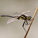 Black Darter Dragonfly (Sympetrum danae)