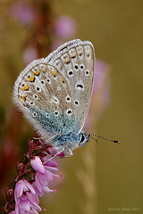 Common Blue Butterfly.