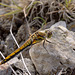 Black Darter Dragonfly (Sympetrum danae)