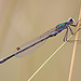 Emerald Damselfly (Lestes sponsa)