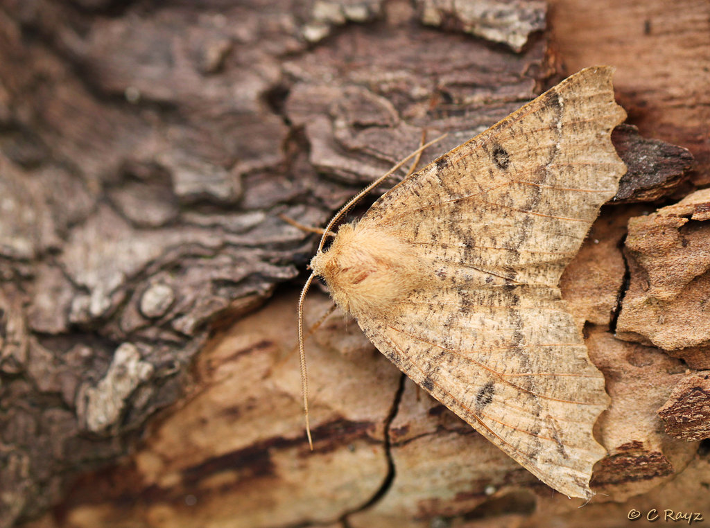 Scalloped Hazel