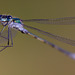 Emerald Damselfly (Lestes sponsa)