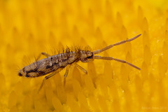 Entomobrya intermedia
