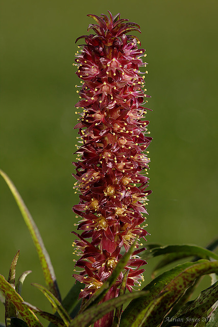 EUCOMIS vandermerwei 'Octopus'