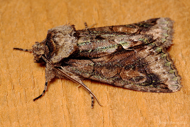 Green-brindled Crescent (Allophyes oxyacanthae)