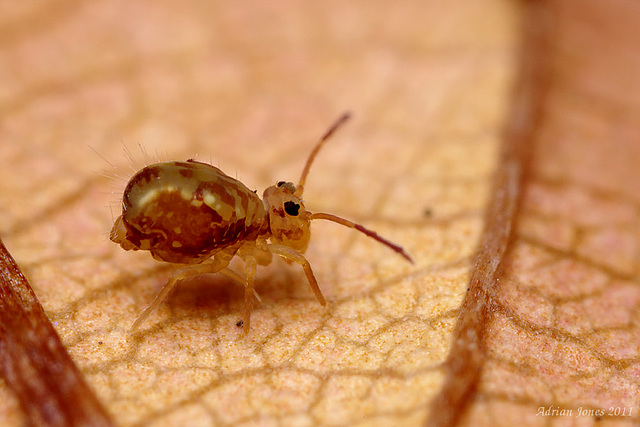 Dicyrtomina saundersi