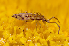 Entomobrya intermedia
