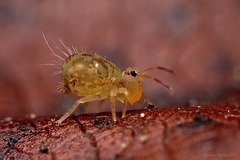 Dicyrtomina saundersi