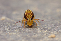 Dicyrtomina saundersi