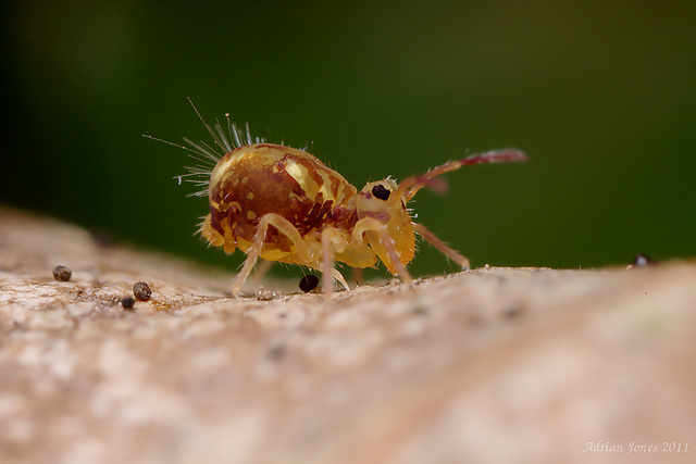 Dicyrtomina saundersi